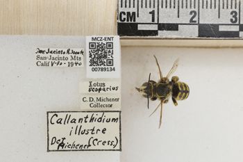 Media type: image;   Entomology 789134 Aspect: Labels